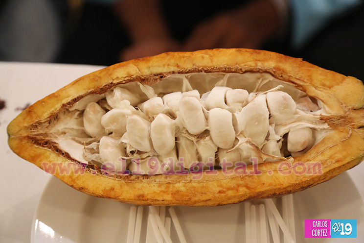 Nicaragua desarrolla Primer Congreso Internacional sobre Producci&oacute;n Sostenible de Cacao Fino